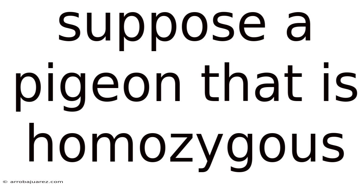 Suppose A Pigeon That Is Homozygous