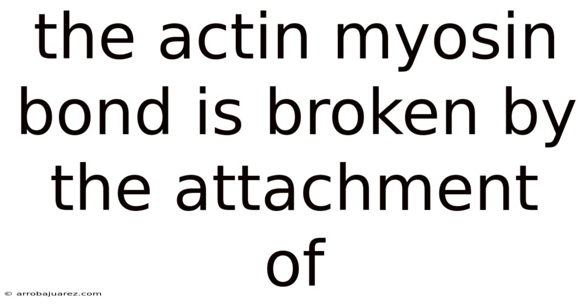 The Actin Myosin Bond Is Broken By The Attachment Of