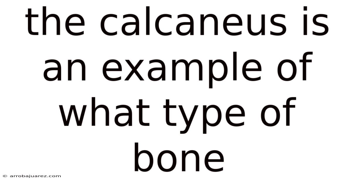 The Calcaneus Is An Example Of What Type Of Bone