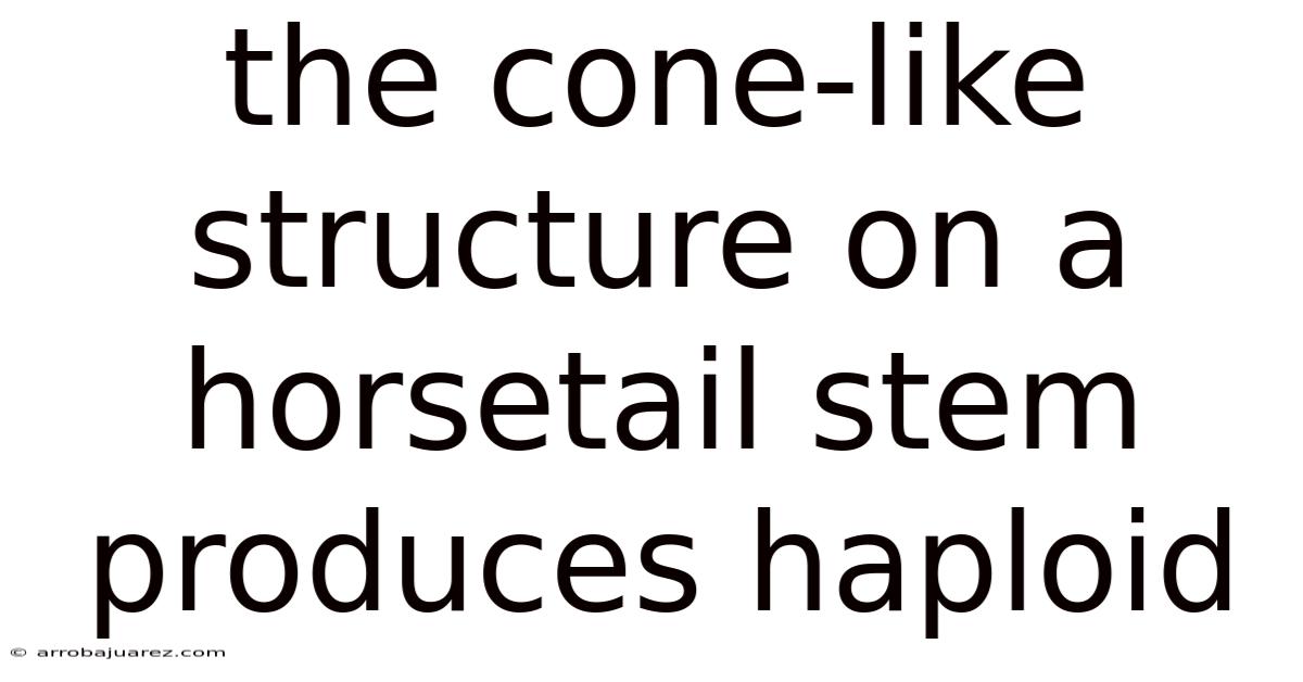 The Cone-like Structure On A Horsetail Stem Produces Haploid