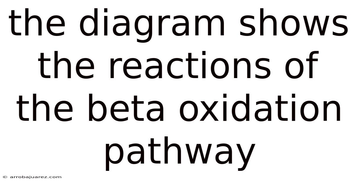 The Diagram Shows The Reactions Of The Beta Oxidation Pathway