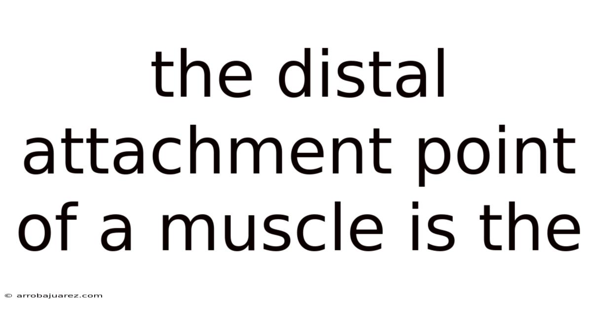The Distal Attachment Point Of A Muscle Is The