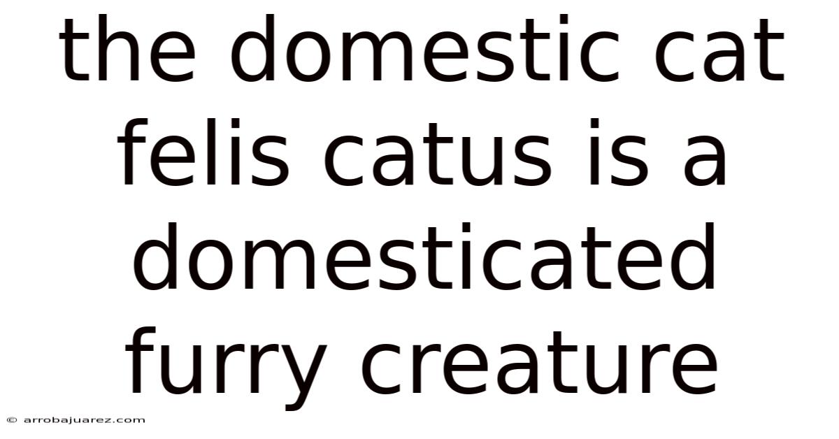 The Domestic Cat Felis Catus Is A Domesticated Furry Creature
