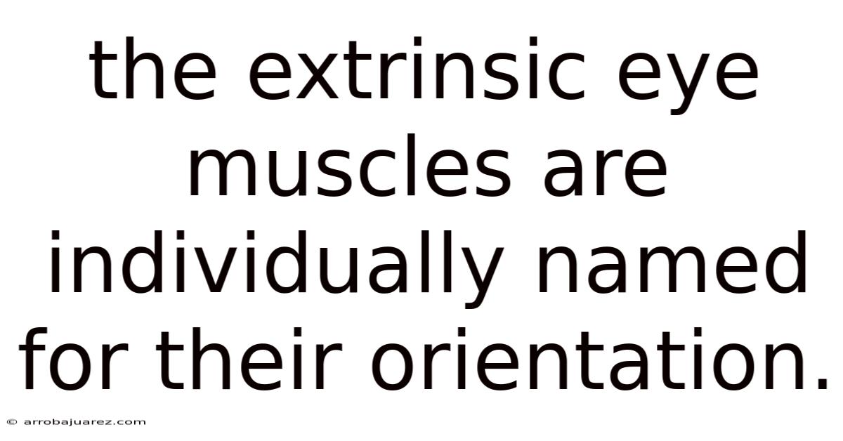 The Extrinsic Eye Muscles Are Individually Named For Their Orientation.
