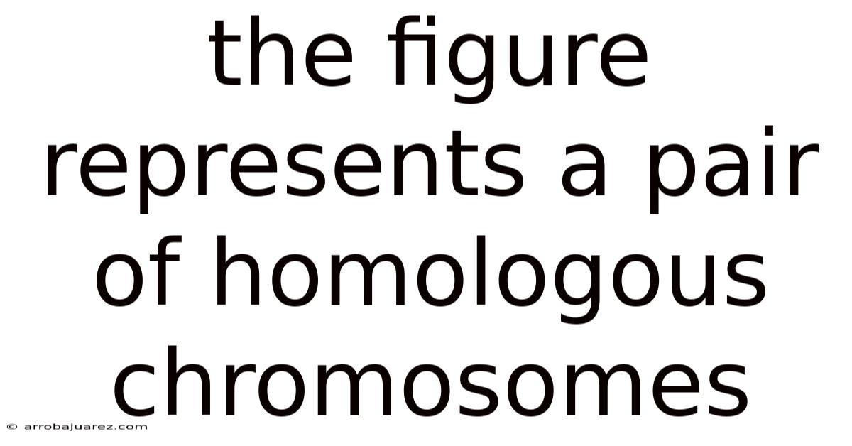 The Figure Represents A Pair Of Homologous Chromosomes