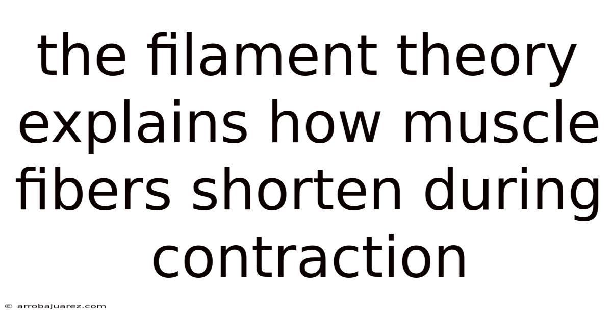 The Filament Theory Explains How Muscle Fibers Shorten During Contraction