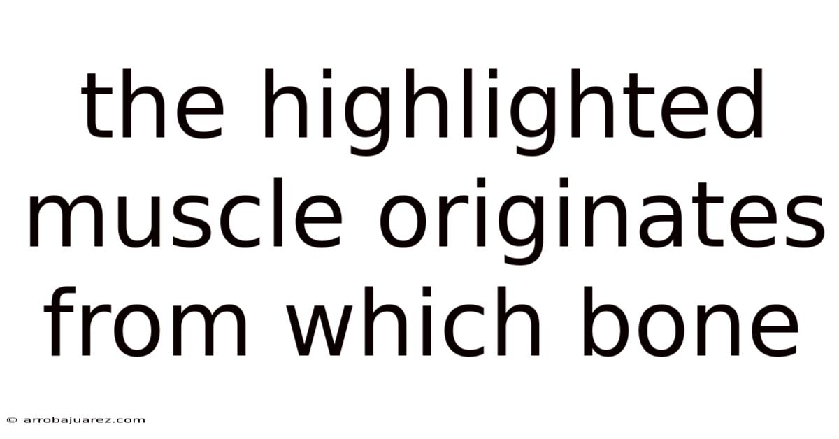 The Highlighted Muscle Originates From Which Bone
