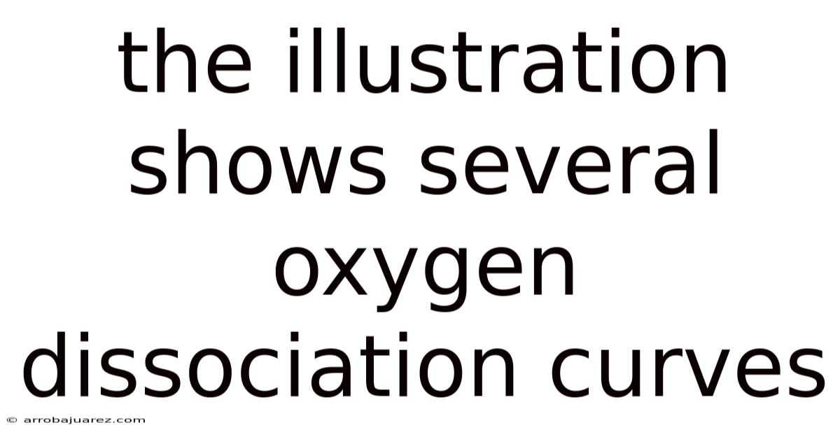 The Illustration Shows Several Oxygen Dissociation Curves