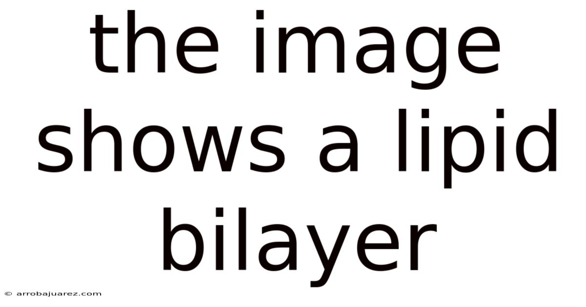 The Image Shows A Lipid Bilayer