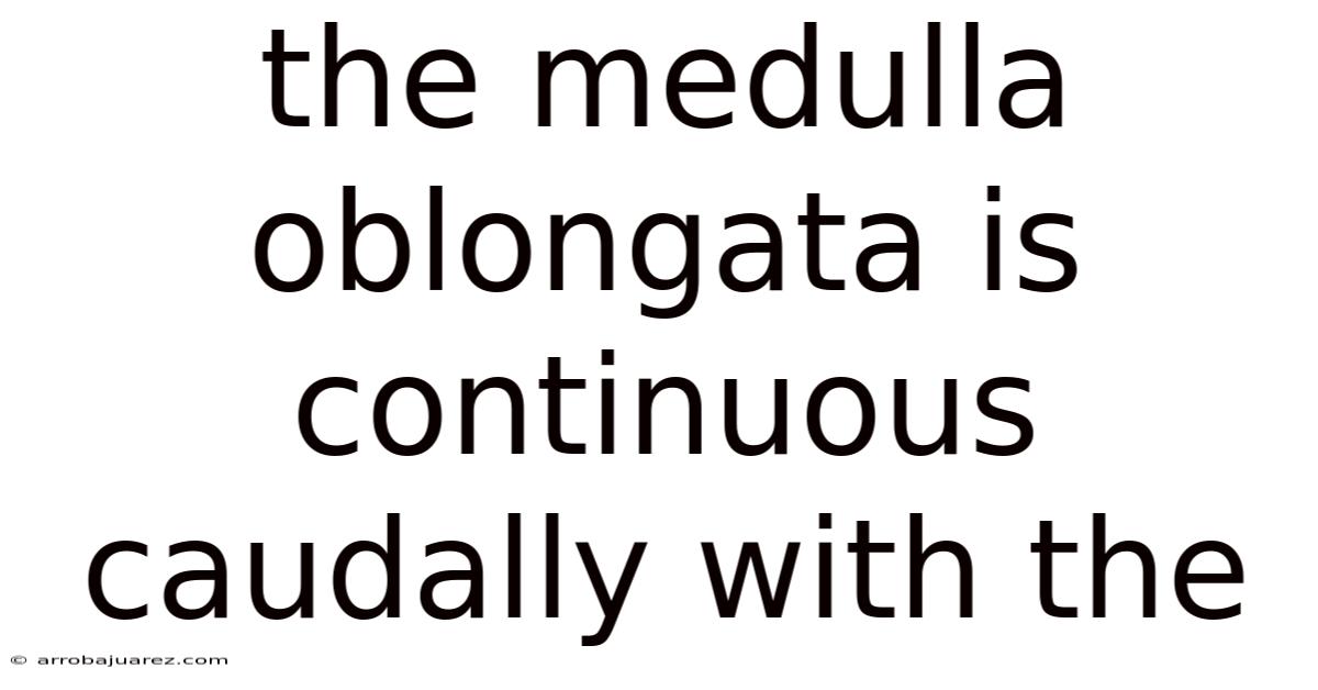 The Medulla Oblongata Is Continuous Caudally With The