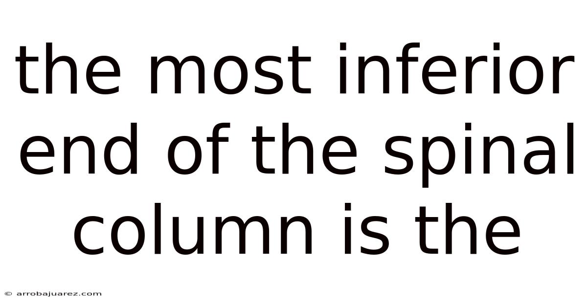 The Most Inferior End Of The Spinal Column Is The