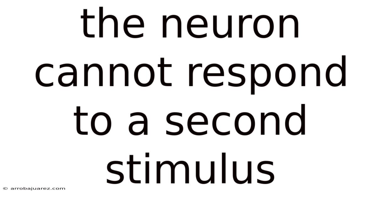 The Neuron Cannot Respond To A Second Stimulus