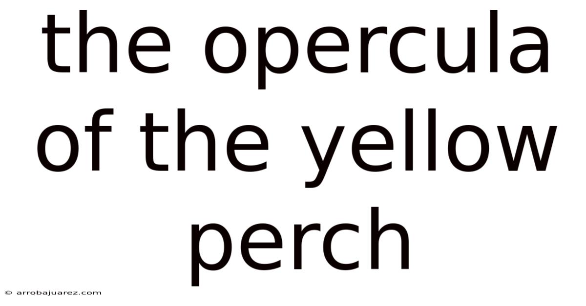 The Opercula Of The Yellow Perch