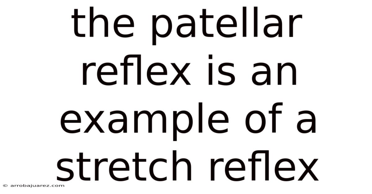 The Patellar Reflex Is An Example Of A Stretch Reflex