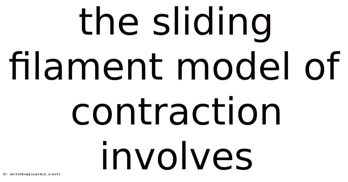 The Sliding Filament Model Of Contraction Involves