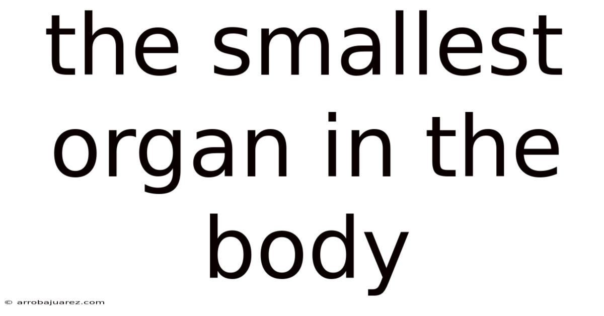 The Smallest Organ In The Body
