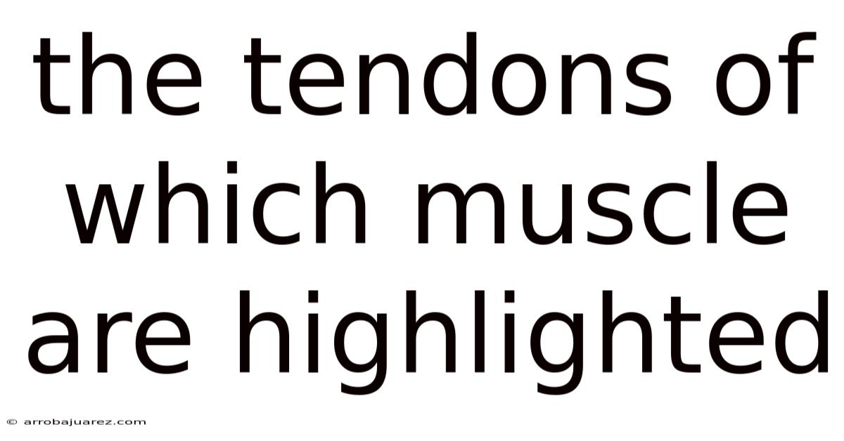 The Tendons Of Which Muscle Are Highlighted
