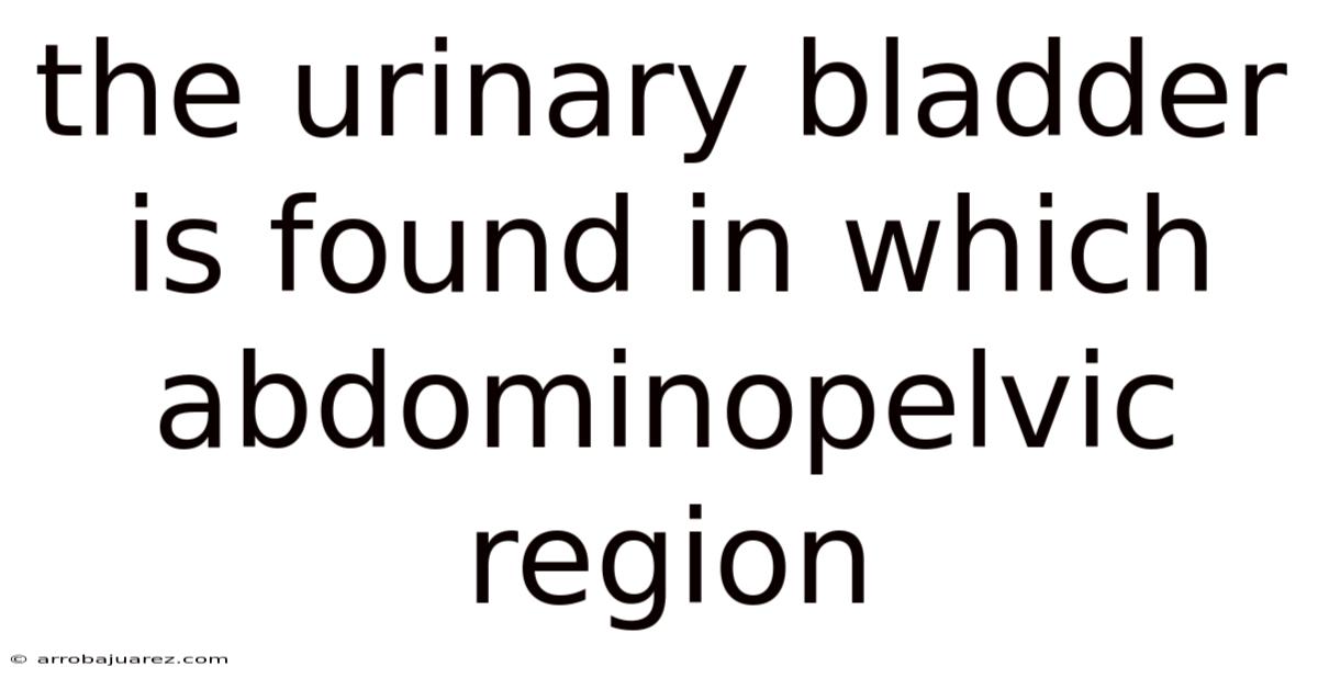 The Urinary Bladder Is Found In Which Abdominopelvic Region