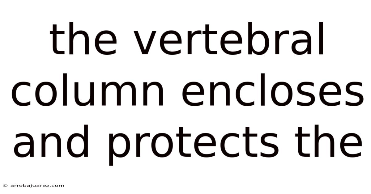 The Vertebral Column Encloses And Protects The