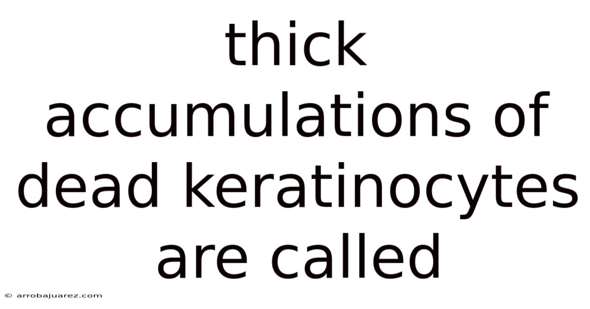 Thick Accumulations Of Dead Keratinocytes Are Called
