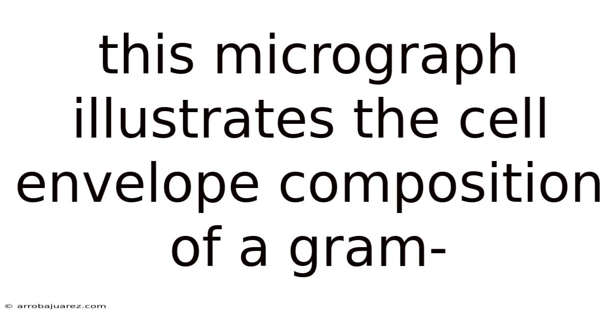 This Micrograph Illustrates The Cell Envelope Composition Of A Gram-
