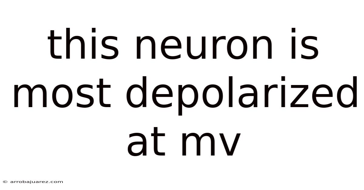 This Neuron Is Most Depolarized At Mv