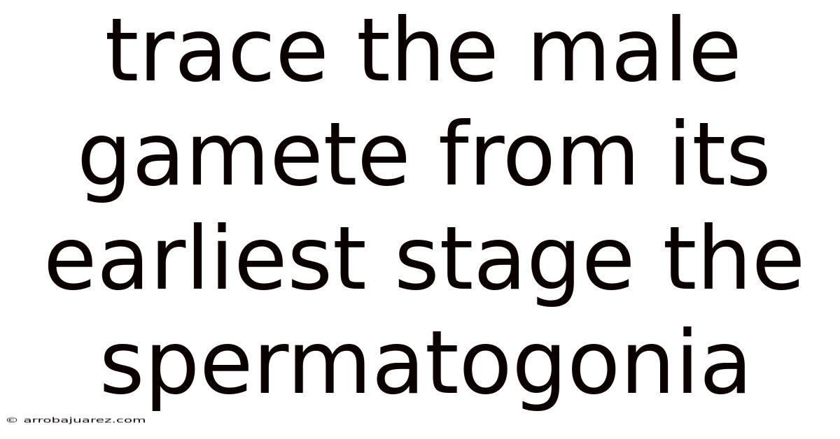 Trace The Male Gamete From Its Earliest Stage The Spermatogonia