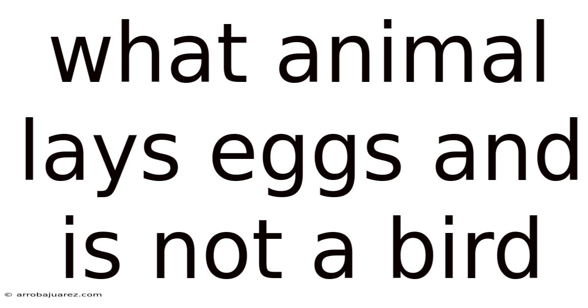 What Animal Lays Eggs And Is Not A Bird