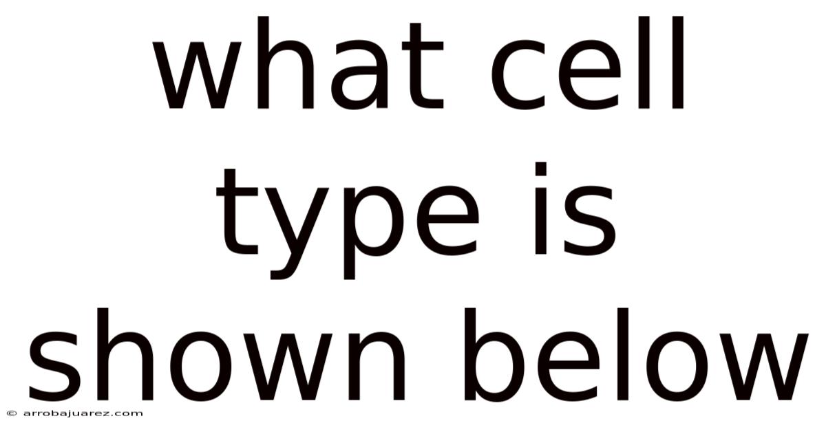What Cell Type Is Shown Below