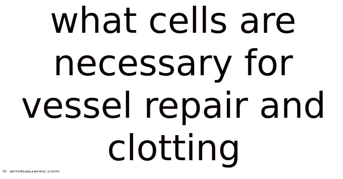What Cells Are Necessary For Vessel Repair And Clotting