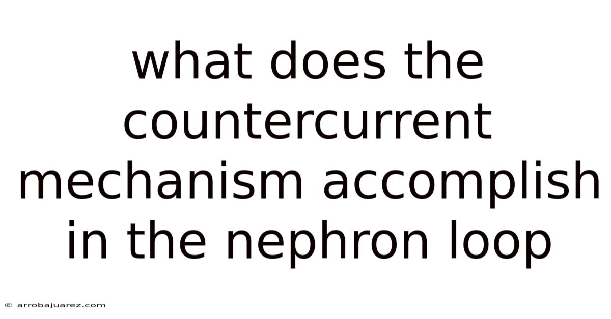 What Does The Countercurrent Mechanism Accomplish In The Nephron Loop