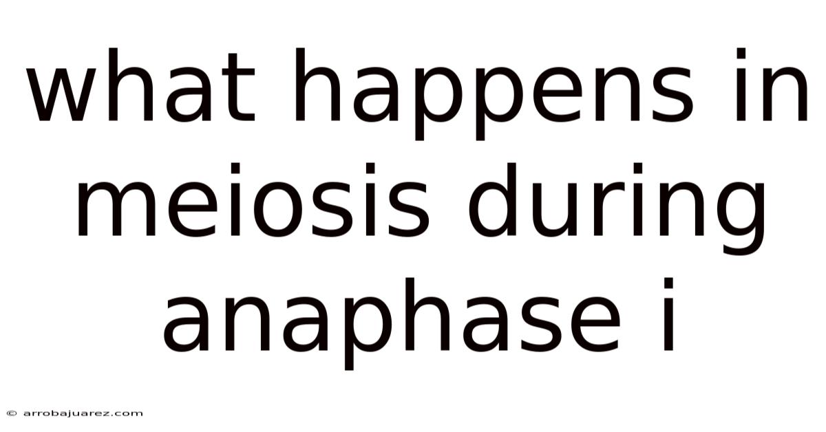 What Happens In Meiosis During Anaphase I