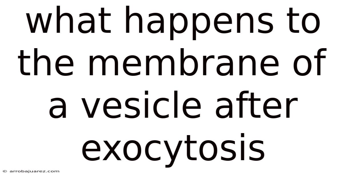 What Happens To The Membrane Of A Vesicle After Exocytosis