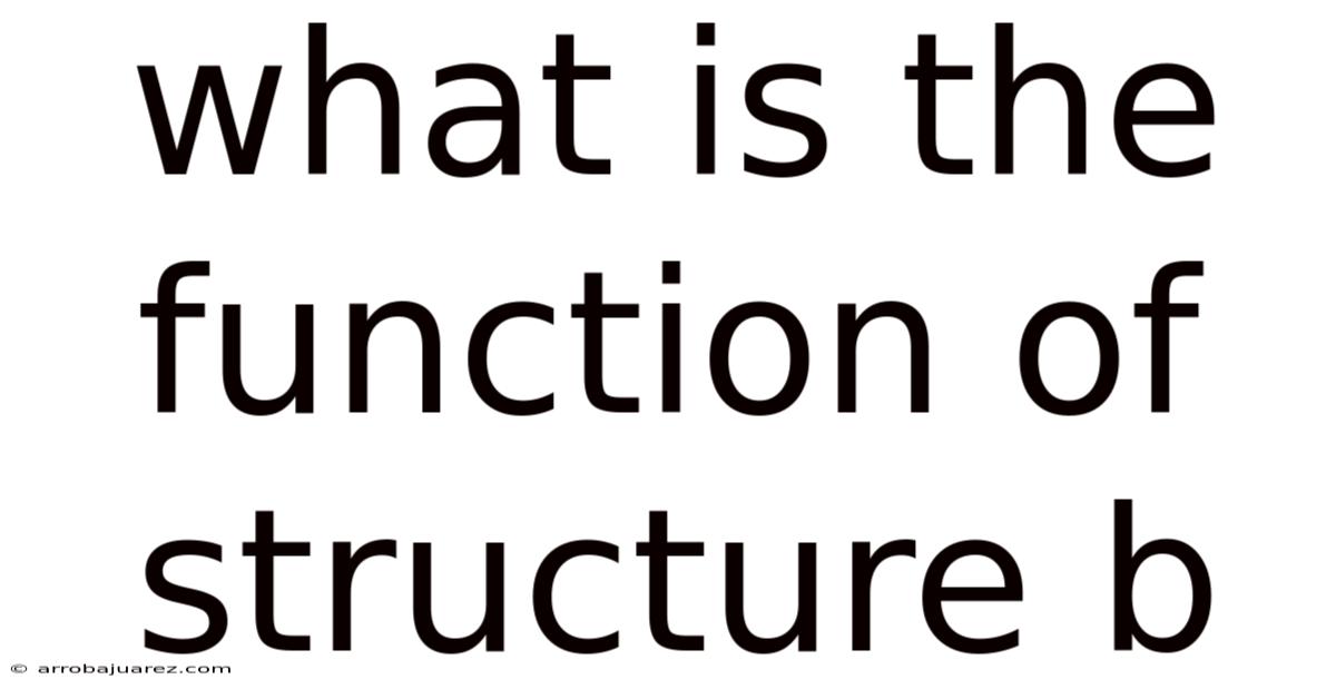 What Is The Function Of Structure B