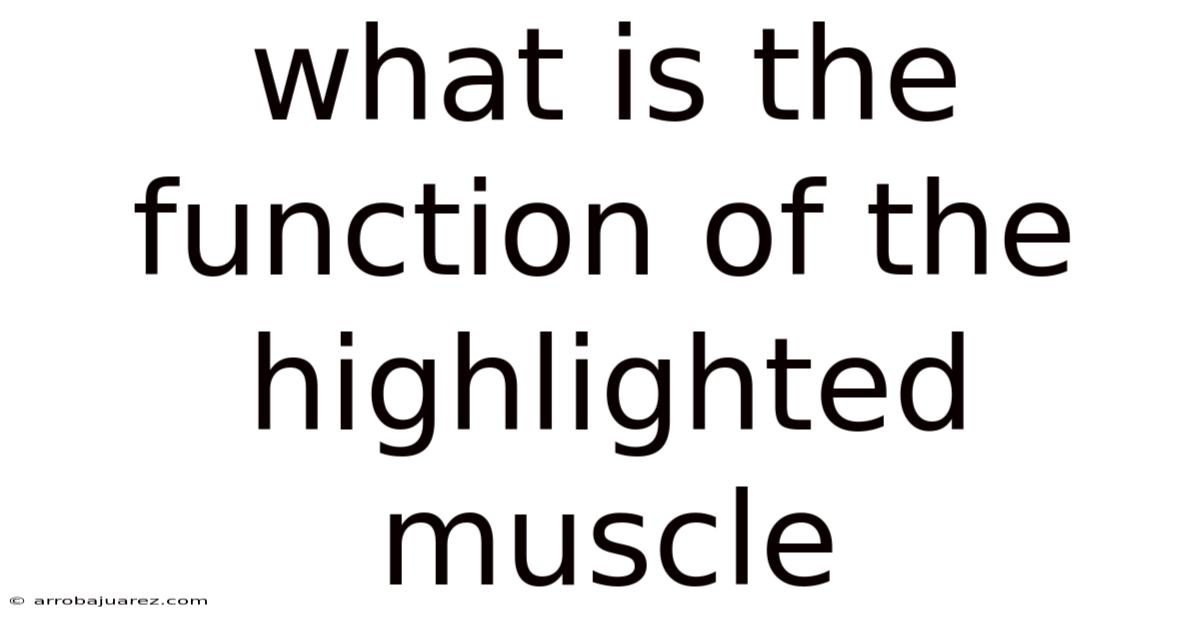 What Is The Function Of The Highlighted Muscle