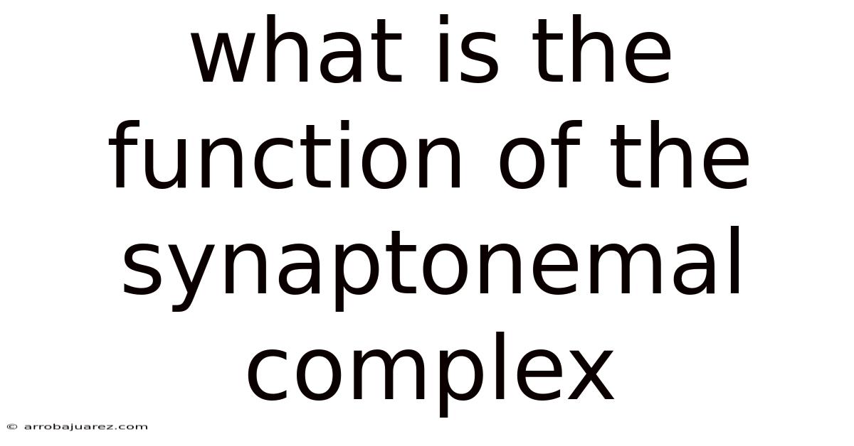 What Is The Function Of The Synaptonemal Complex