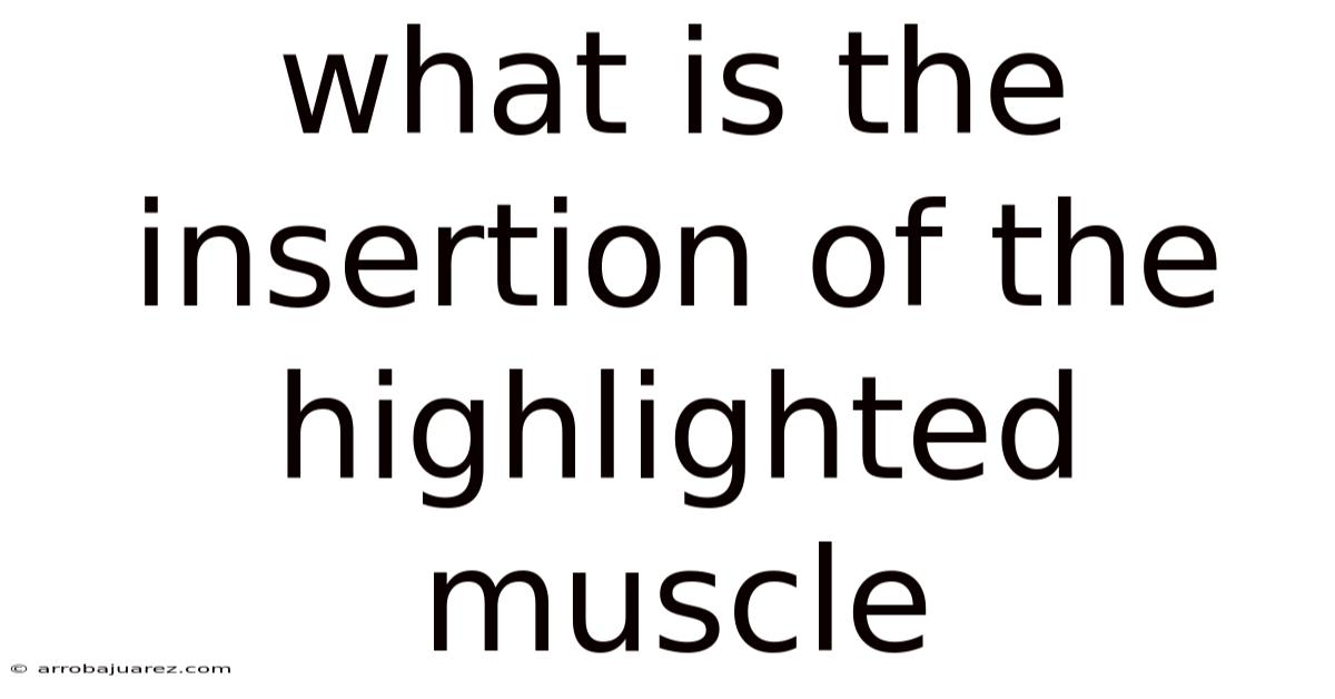 What Is The Insertion Of The Highlighted Muscle