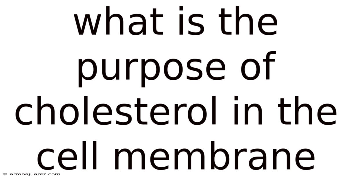 What Is The Purpose Of Cholesterol In The Cell Membrane
