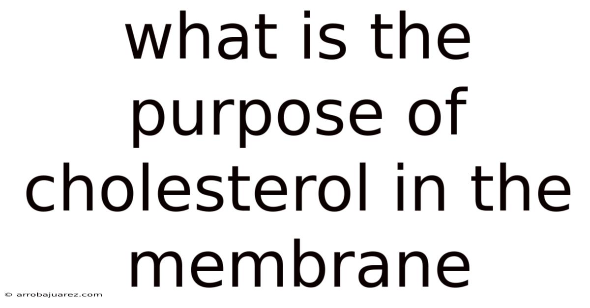 What Is The Purpose Of Cholesterol In The Membrane