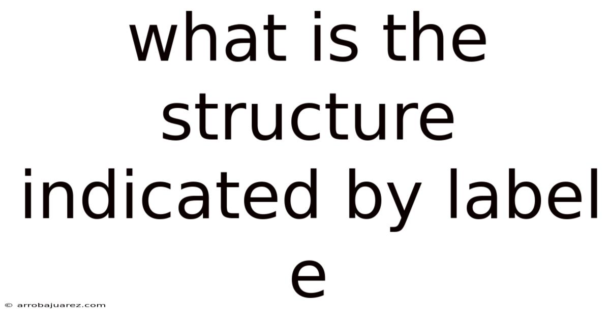 What Is The Structure Indicated By Label E