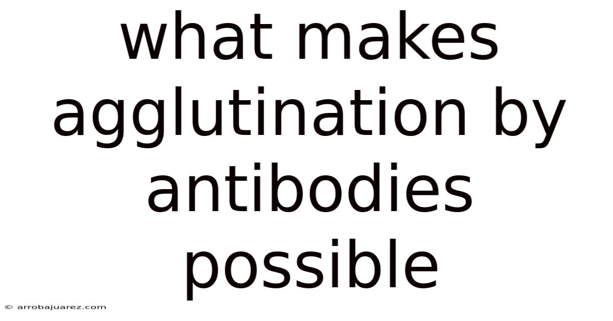 What Makes Agglutination By Antibodies Possible