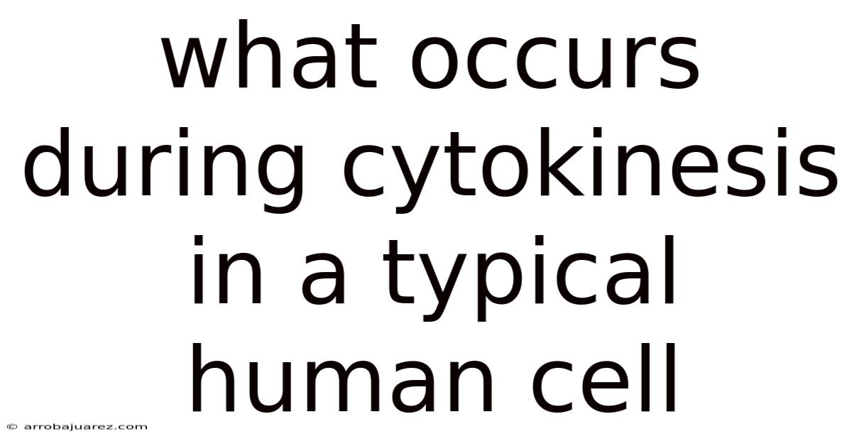 What Occurs During Cytokinesis In A Typical Human Cell