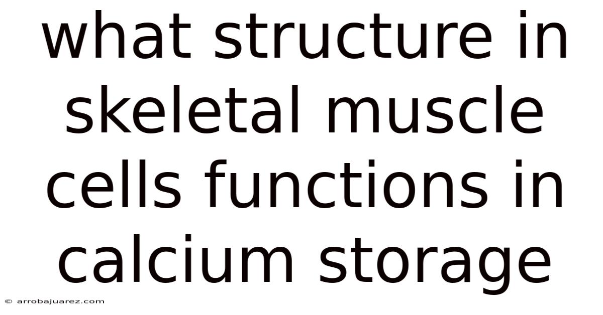 What Structure In Skeletal Muscle Cells Functions In Calcium Storage