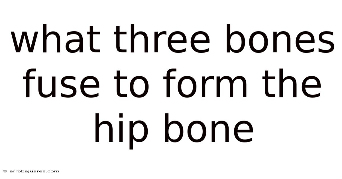 What Three Bones Fuse To Form The Hip Bone