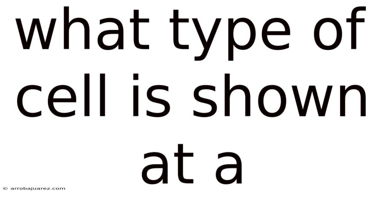 What Type Of Cell Is Shown At A