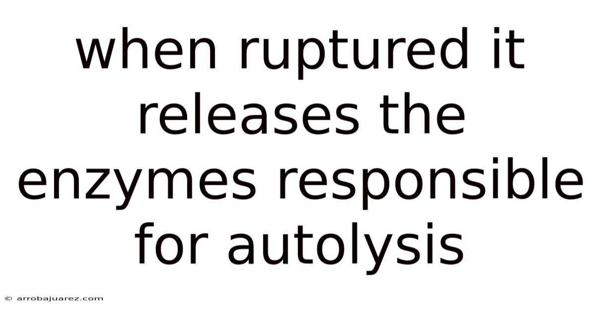 When Ruptured It Releases The Enzymes Responsible For Autolysis