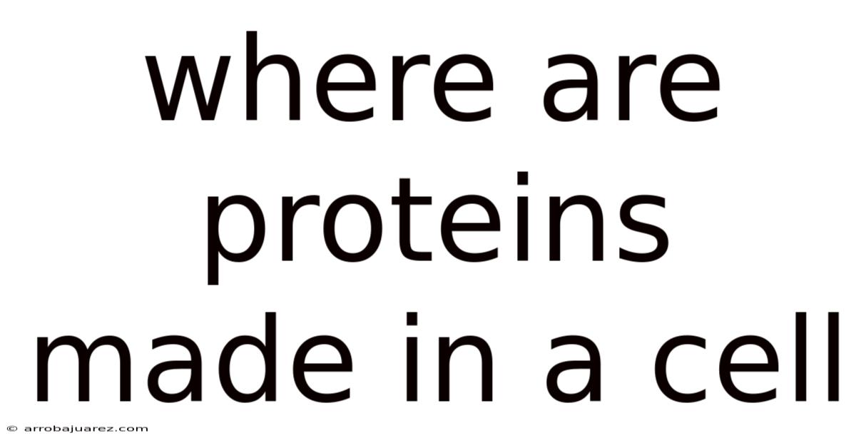 Where Are Proteins Made In A Cell
