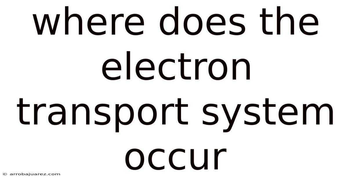 Where Does The Electron Transport System Occur