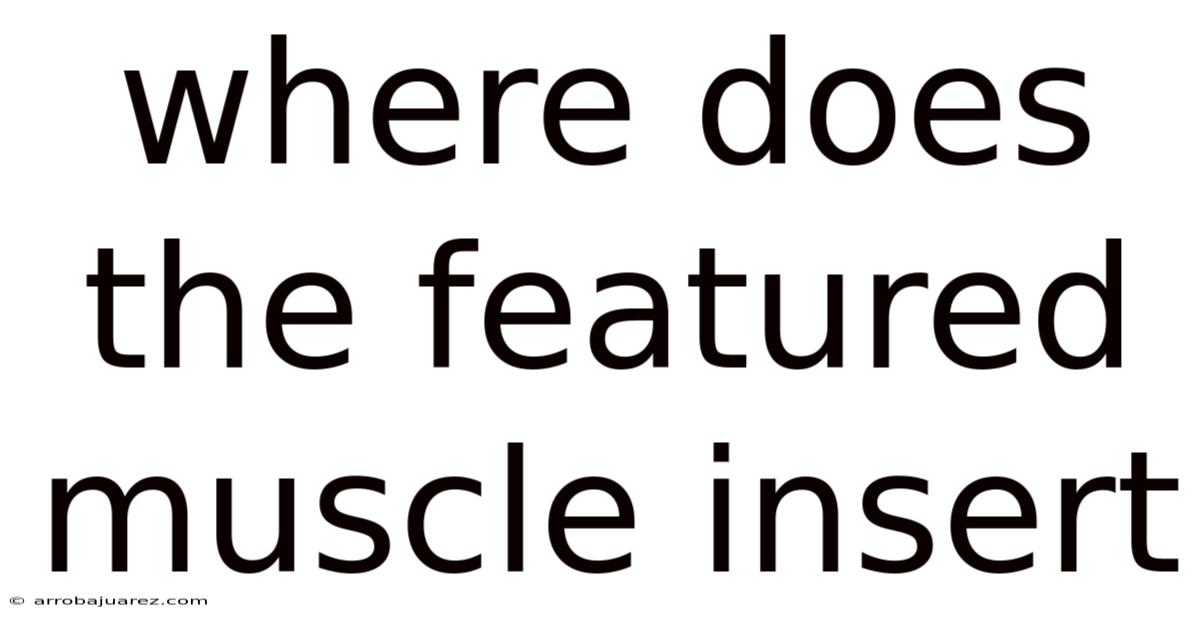 Where Does The Featured Muscle Insert