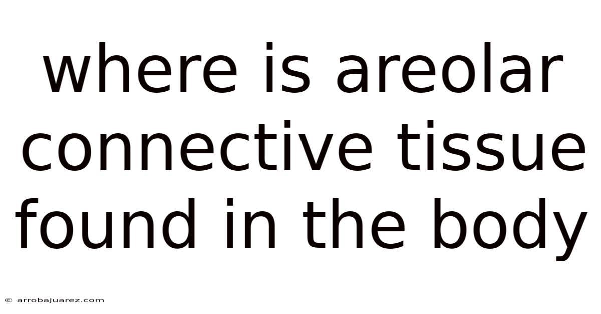 Where Is Areolar Connective Tissue Found In The Body